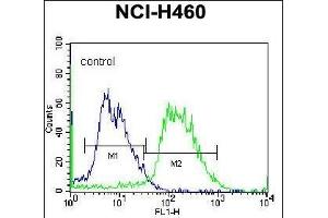 PCDHAC2 Antibody (Center)  flow cytometric analysis of NCI- cells (right histogram) compared to a negative control cell (left histogram). (PCDHAC2 anticorps  (AA 616-644))