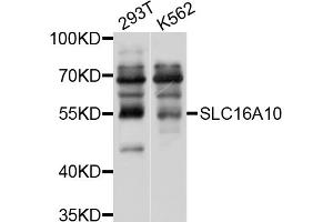 Western blot analysis of extracts of various cell lines, using SLC16A10 antibody (ABIN4905176) at 1:1000 dilution.