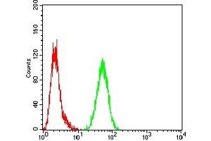 Flow cytometric analysis of Hela cells using CALR mouse mAb (green) and negative control (red).