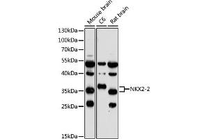 Western blot analysis of extracts of various cell lines, using NKX2-2 antibody (ABIN7268926) at 1:1000 dilution.