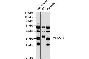 Western blot analysis of extracts of various cell lines, using NKX2-2 antibody (ABIN7268926) at 1:1000 dilution. (Nkx2-2 anticorps  (AA 1-130))