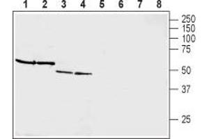 Western blot analysis of rat brain membranes (lanes 1 and 5), mouse brain membranes (lanes 2 and 6), rat pancreas membranes (lanes 3 and 7) and mouse heart membranes (lanes 4 and 8): - 1-4. (GIPR anticorps  (Extracellular, N-Term))