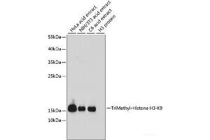 Western blot analysis of extracts of various cell lines using TriMethyl-Histone H3-K9 Polyclonal Antibody at dilution of 1:1000. (Histone 3 anticorps  (3meLys9))