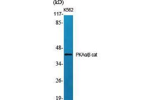Western Blot (WB) analysis of specific cells using PKAalpha/beta cat Polyclonal Antibody. (PKA alpha/beta Cat (N-Term) anticorps)