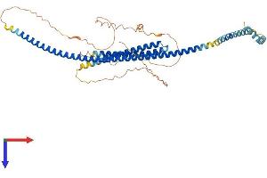Transmembrane and Coiled-Coil Domain Family 3 (TMCC3) (AA 1-477) protein (His tag)