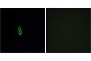 Immunofluorescence analysis of A549 cells, using OR5W2 Antibody. (OR5W2 anticorps  (AA 158-207))