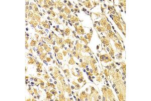 Immunohistochemistry (IHC) image for anti-Caspase 3 (CASP3) (AA 55-160) antibody (ABIN3023067) (Caspase 3 anticorps  (AA 55-160))