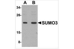 Western blot analysis of SUMO3 in mouse liver tissue lysate with SUMO3 antibody at (A) and (B) 2 μg/ml. (SUMO3 anticorps  (C-Term))