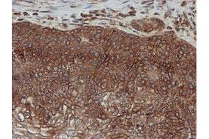 Image no. 7 for anti-Sec1 Family Domain Containing 1 (SCFD1) antibody (ABIN1500818) (SCFD1 anticorps)