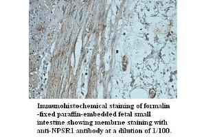 Image no. 1 for anti-Neuropeptide S Receptor 1 (NPSR1) (AA 241-300) antibody (ABIN791223)