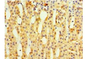 Immunohistochemistry of paraffin-embedded human adrenal gland tissue using ABIN7142344 at dilution of 1:100