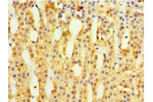 Immunohistochemistry of paraffin-embedded human adrenal gland tissue using ABIN7142344 at dilution of 1:100 (MRPL1 anticorps  (AA 51-324))