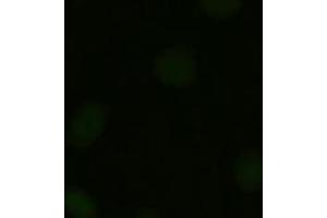 Image no. 7 for anti-Neurotrophin 3 (NTF3) (AA 139-257) antibody (ABIN1490920)