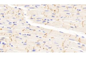 Detection of CX43 in Rat Cardiac Muscle Tissue using Polyclonal Antibody to Connexin 43 (CX43)
