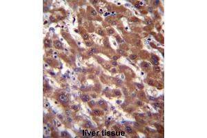 Immunohistochemistry (IHC) image for anti-CAAX Prenyl Protease 2 (RCE1) antibody (ABIN3001522)