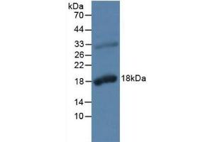 Detection of KLK2 in Rat Prostate Gland Tissue using Polyclonal Antibody to Kallikrein 2 (KLK2) (Kallikrein 2 anticorps  (AA 19-261))