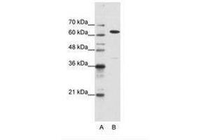 Image no. 2 for anti-Nuclear RNA Export Factor 1 (NXF1) (N-Term) antibody (ABIN203227) (NXF1 anticorps  (N-Term))