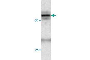 Western blot under reducing conditions on rat liver lysate using rabbit ATG4C polyclonal antibody  at a dilution of 1 : 100. (ATG4C anticorps  (C-Term))