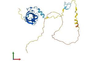 AlphaFold protein structure predicition of Human Recombinant ZCCHC17 Protein, UniprotID Q9NP64