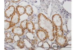 Immunoperoxidase of purified MaxPab antibody to MAOB on formalin-fixed paraffin-embedded human kidney.