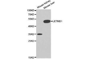 Western blot analysis of extracts of various cell lines, using LETMD1 antibody.