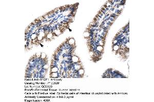 Human Intestine (DP1 anticorps  (N-Term))