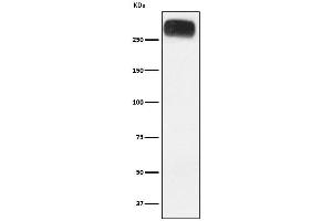 Western blot analysis of mGluR3 expression in Human cerebellum lysate.