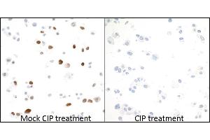 Immunocytochemistry (ICC) image for anti-Minichromosome Maintenance Complex Component 2 (MCM2) (pSer53) antibody (ABIN7449430) (Recombinant MCM2 anticorps  (pSer53))