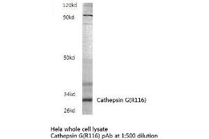 Western blot analysis of Cathepsin G Antibody in extracts from Hela cells. (Cathepsin G anticorps)
