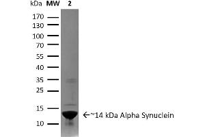 SDS-PAGE (SDS) image for Synuclein, alpha (SNCA) (full length) (Active) protein (ABIN5065829)