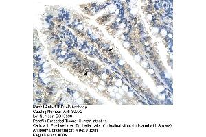 Human Intestine (NAC1 anticorps  (C-Term))