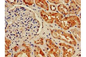 IHC image of ABIN7155391 diluted at 1:800 and staining in paraffin-embedded human kidney tissue performed on a Leica BondTM system.