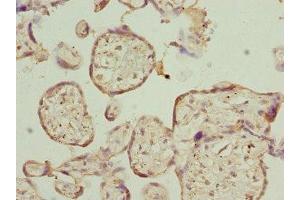 Immunohistochemistry of paraffin-embedded human placenta tissue using ABIN7167503 at dilution of 1:100 (PTPRE anticorps)