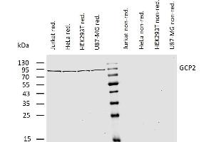 Western blotting analysis of human gamma-tubulin complex component 2 (GCP2) using mouse monoclonal antibody GCP2-01 on lysates of various cell lines under reducing and non-reducing conditions. (TUBGCP2 anticorps  (AA 2-194))