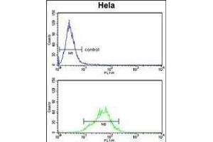 LDHA Antibody (Center) (ABIN653476 and ABIN2842897) flow cytometry analysis of Hela cells (bottom histogram) compared to a negative control cell (top histogram). (Lactate Dehydrogenase A anticorps  (AA 154-182))