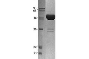Validation with Western Blot