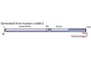 Image no. 1 for anti-Receptor tyrosine-protein kinase erbB-2 (ErbB2/Her2) (AA 1242-1255) antibody (ABIN967459) (ErbB2/Her2 anticorps  (AA 1242-1255))