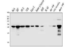 Western blot analysis of Galectin 3/LGALS3 using anti-Galectin 3/LGALS3 antibody (ABIN6719486).