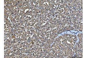 IHC analysis of HMGCR using anti-HMGCR antibody (ABIN7600989). (HMGCR anticorps  (AA 268-842))