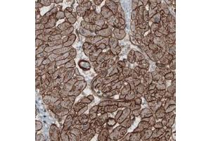 Immunohistochemical staining (Formalin-fixed paraffin-embedded sections) of human heart with LAMB2 monoclonal antibody, clone CL2976  shows strong membranous immunoreactivity in cardiomyocytes. (LAMB2 anticorps)