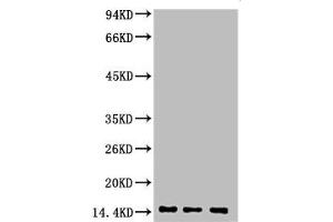 Western blot analysis of 1) Hela, 2) Rat Heart Tissue, 3) Raw264. (Di-Methyl-Histone H3(K9) (H3K9me2) anticorps)