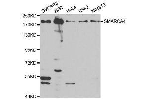 Western blot analysis of extracts of various cell lines, using SMARCA4 antibody.