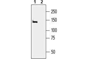 Western blot analysis of rat brain membranes: - 1.