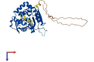 AlphaFold protein structure predicition of Mouse Recombinant Ndrg4 Protein, UniprotID Q8BTG7