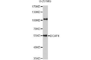 Western blot analysis of extracts of U-251MG cells, using DCAF4 antibody (ABIN6293283) at 1:1000 dilution.