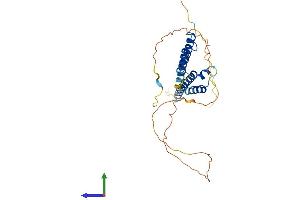 AlphaFold protein structure predicition of Mouse Recombinant Hey1 Protein, UniprotID Q9WV93
