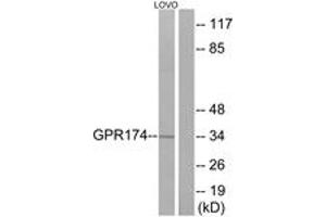 Western blot analysis of extracts from LOVO cells, using GPR174 Antibody. (GPR174 anticorps  (AA 126-175))