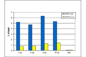 Chromatin Immunoprecipitation Anti-H3K27me1 Antibody Chromatin Immunoprecipitation Rabbit Anti-H3K27me1 Antibody.