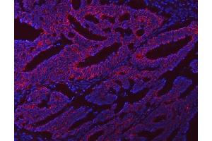 IF analysis of NLRX1 using anti-NLRX1 antibody (ABIN7602716). (NLRX1 anticorps  (AA 98-874))