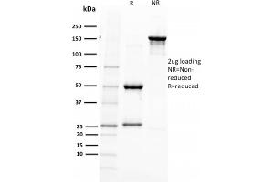 SDS-PAGE Analysis Purified PAX5 Mouse Monoclonal Antibody (PAX5/2595). (PAX5 anticorps)